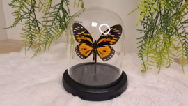 Vlinder Papilio Zagreus