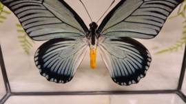 Vlinder Papilio Zalmoxis