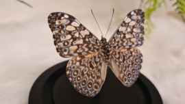 Vlinder Hamadryas Feronia