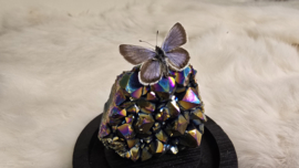 Set Fantasy "Titanium Aura & Argus"