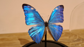 Vlinder Morpho Adonis