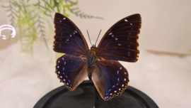 Vlinder Charaxes Tiridates