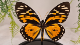 Vlinder Papilio Zagreus