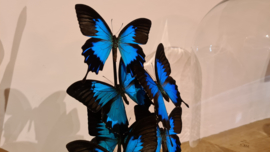 Set vlinders "Giant Papilio blue"