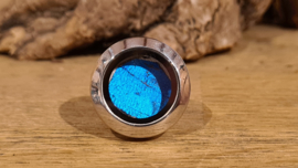 Ring Memory Locket Silver- Morpho Blue