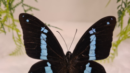 Vlinder Papilio Nireus