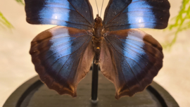Vlinder Napeocles Jucunda