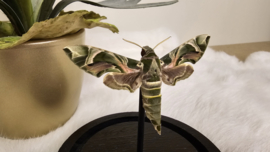 Vlinder Daphnis Nerii- Oleanderpijlstaart
