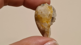 Fossiele Quartz Schelp Medium No. 7