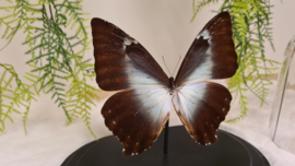 Vlinder Morpho Cisseis