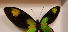 Set vlinders Ornithoptera Victoriae