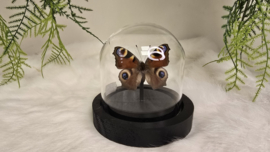 Vlinder Aglais Io- Dagpauwoog
