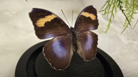 Vlinder Euphaedra Medon ssp