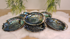 Abalone schelp XL- Groen (150-170mm)