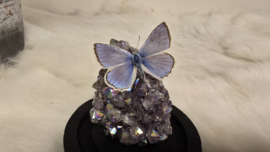 Set Fantasy "Angel Aura Amethist & Daphnis"