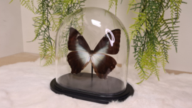 Vlinder Morpho Cisseis