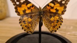 Vlinder Vanessa Cardui