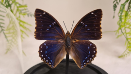 Vlinder Charaxes Tiridates