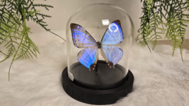 Vlinder Morpho Sulkowskyi