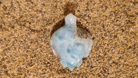 Larimar Schildpadjes Large No.2