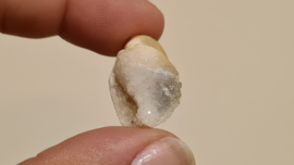 Fossiele Quartz Schelp Small No.3