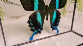 Vlinder Papilio Blumei