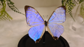 Vlinder Morpho Sulkowskyi