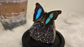 Set Fantasy "Titanium Aura & Doxocopa"