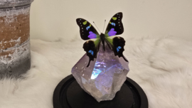 Set Fantasy "Angel Aura Amethist & Weiskei"