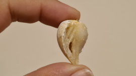 Fossiele Quartz Schelp Medium No. 4
