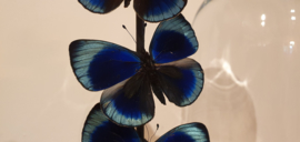 Set vlinders "Asterope blue"