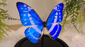 Vlinder Morpho Cypris