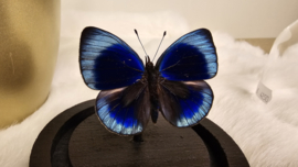 Vlinder Asterope Philotima