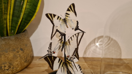 Set vlinders "Natural Swallowtails"