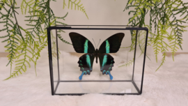 Vlinder Papilio Blumei