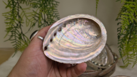 Abalone schelp M (100mm)