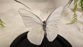 Vlinder Appias Albina
