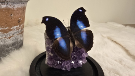 Set Fantasy "Amethist & Jucunda"