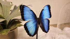 Vlinder Morpho Peleides Carillensis