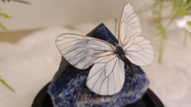 Set Fantasy "Sodaliet & Aporia"