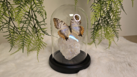 Set Fantasy "Angel Aura Rozenkwarts & Sulkowkyi Female"