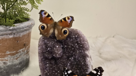 Set Fantasy "Galaxy Amethist & Dutch Duo"