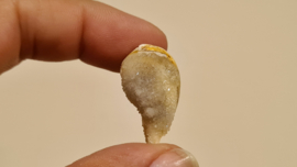 Fossiele Quartz Schelp Medium No. 4