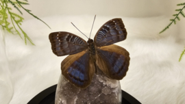 Set Fantasy "Galaxy Amethist & Junonia"