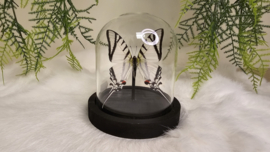 Vlinder Eurytides Protesilaus