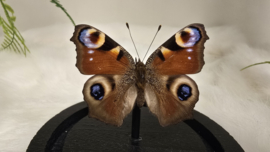 Vlinder Aglais Io- Dagpauwoog
