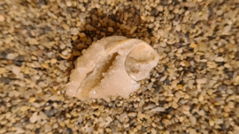 Fossiele Quartz Schelp Small No.1