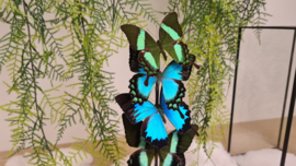 Set vlinders "Papilio Display"