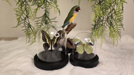 Vlinder Graphium Macfarlanei ssp
