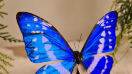 Vlinder Morpho Cypris